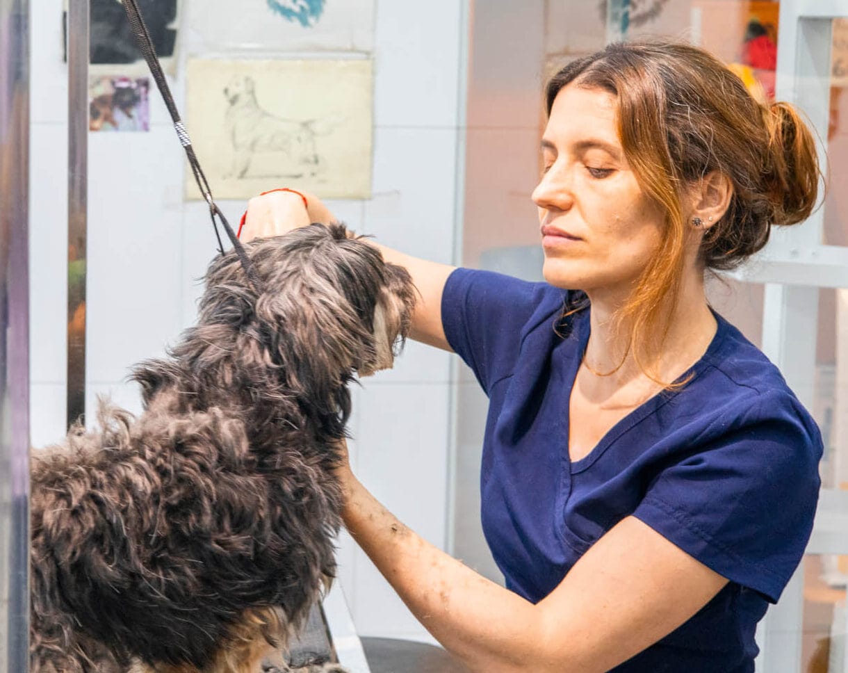 Peluquería canina en Els Llops Clinica Veterinaria Castelldefels Servicio de peluquería para perro en Els Llops Clinica Veterinaria Castelldefels