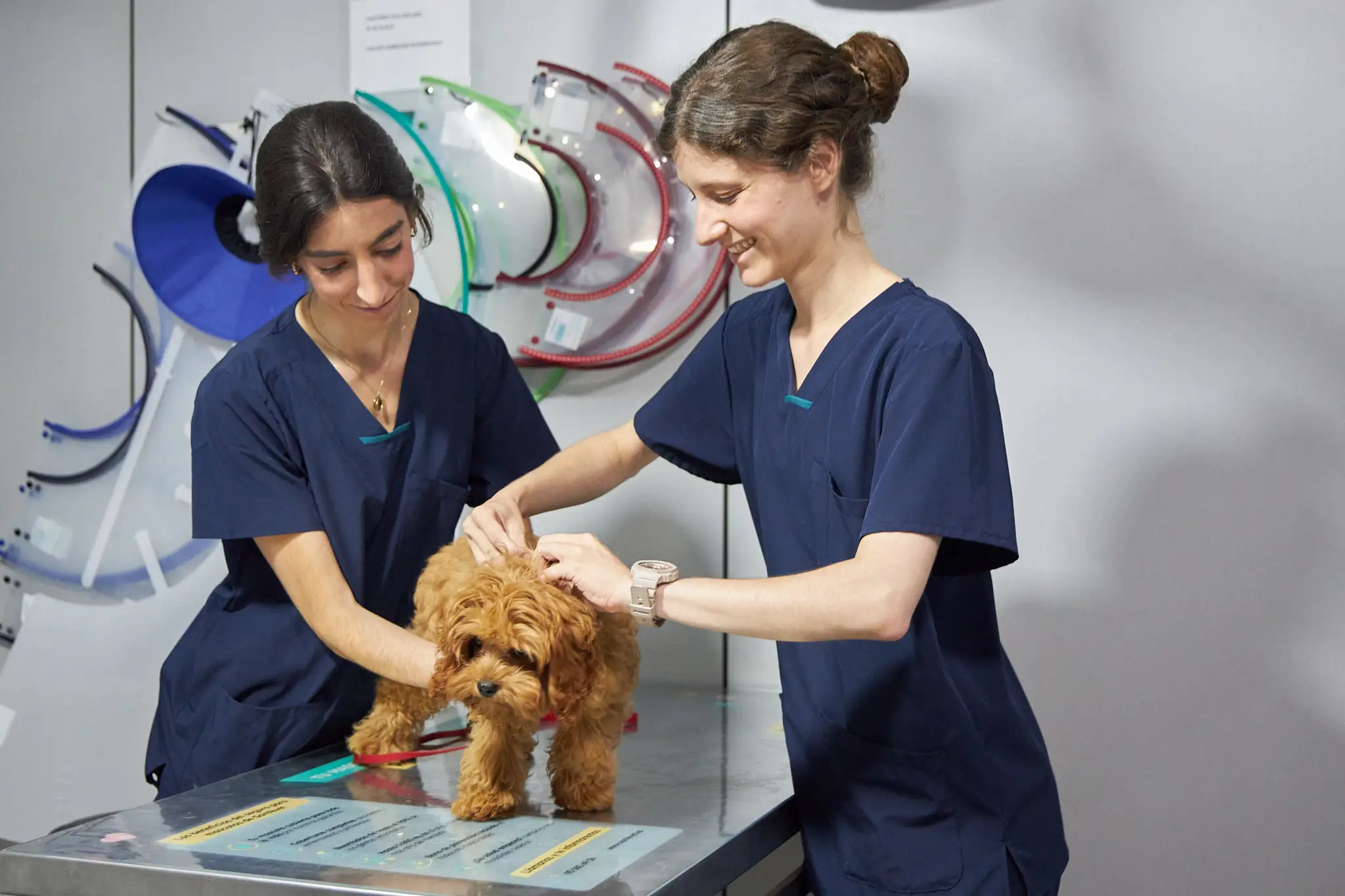 elsllops-clinica-veterinaria-castelldefels-medicina-preventiva