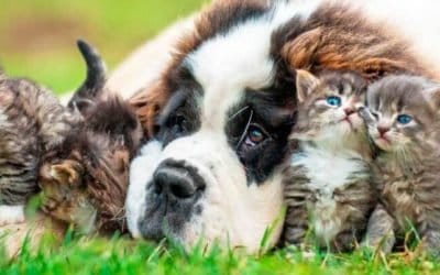 ¿Parásitos? ¡No gracias!