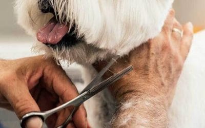 Cuidados básicos para el pelo de tu perro