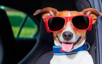 Antes de ir de vacaciones a la playa con nuestro perro