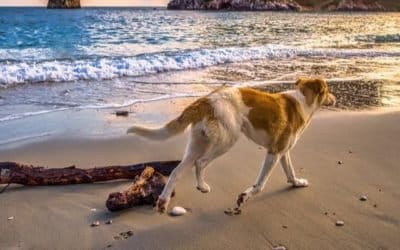Todo a punto para un feliz verano con tu mascota