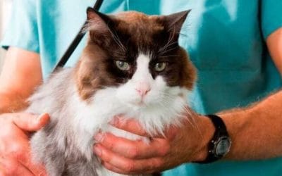 Hipertiroidismo e hipertensión felina