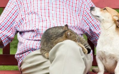 La edad geriátrica en nuestras mascotas