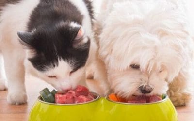 Com combatre el sobrepès de la teva mascota?