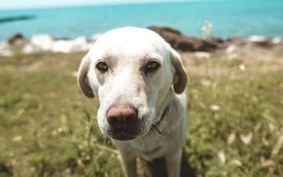 Cuida de tu mascota para pasar un feliz verano
