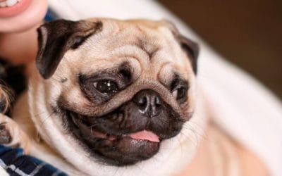 La esterilización en las mascotas