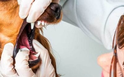 La higiene bucal en tu mascota