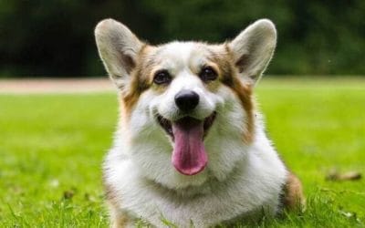 No dejes que la Leishmania y los parásitos amenacen la salud de tu mascota