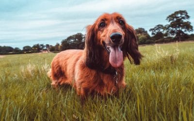 Cómo prevenir y tratar la leishmania