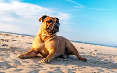 Cómo cuidar de tu mascota en verano