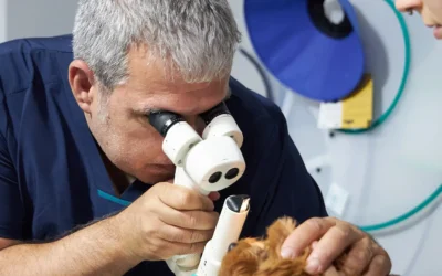 Fes una revisió a la teva mascota per evitar malalties